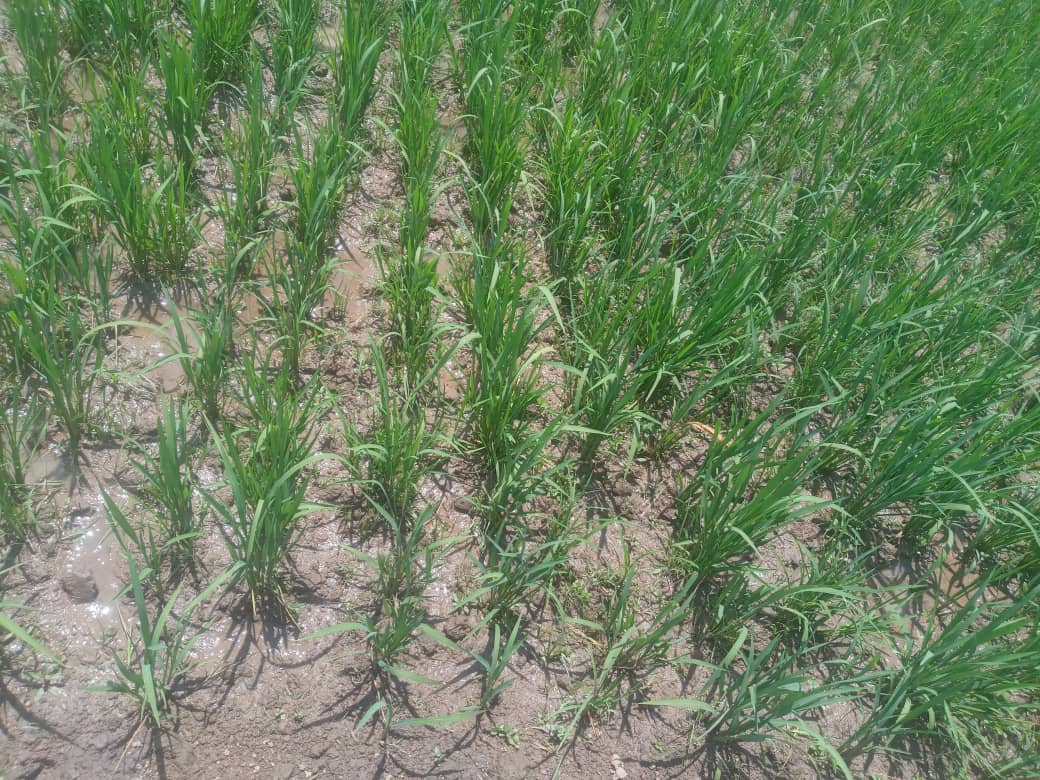 Green agricultural field